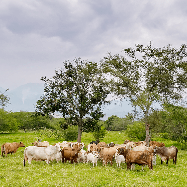 bovinos-campo